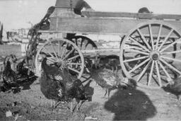 Rothwell ranch, Dearfield, Colorado, ca. 1910s 