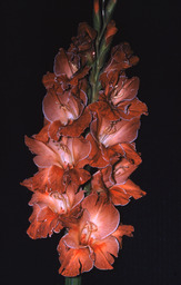 Gladiolus "Brown Lullaby"