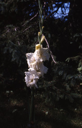 Gladiolus "Ground Telon"