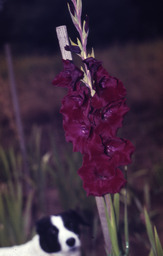 Gladiolus "Lost Rose"