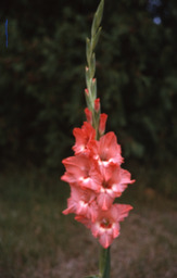 Gladiolus "Isle of Capri"