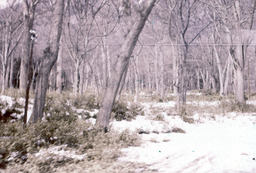 Trees, Nikko, Japan, March 1958