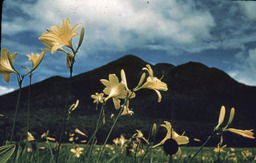 Flowers, Nikko, Japan, March 1958