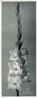 Gladiolus "Beersheba"