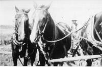 Dr. W.A. Jones driving a horse-drawn plow, Dearfield, CO, ca. 1910s?