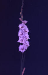Gladiolus "Vicharm Sport #1"