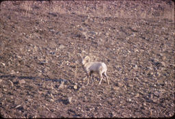 Bighorn sheep ram