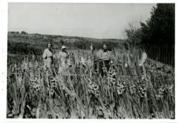 Field planting, 1905