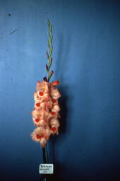 Gladiolus "Jamboree"