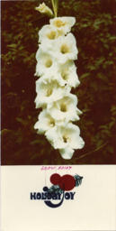 Gladiolus "Snow Fairy"