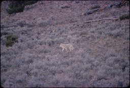 Coyote or wolf