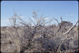 Mesquite bush, New Mexico