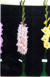 Gladiolus "Coconut Candy"