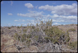  Vegetation, New Mexico