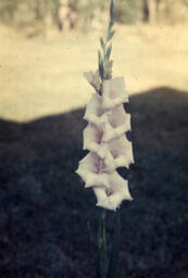 Gladiolus "Beulah Dortnan"