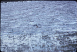 Bird swimming