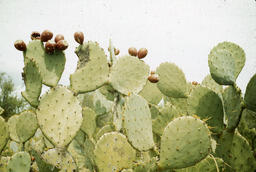 Cactus, Mexico?, ca. 1936-38