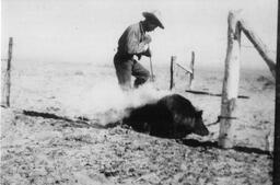 Charles Rothwell branding a cow, Dearfield, Colorado, ca. 1910s